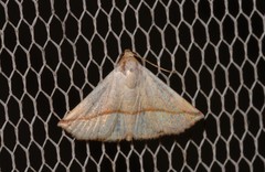 Eublemma perversicolor