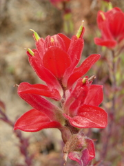 Castilleja cryptandra