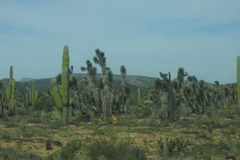 Yucca valida