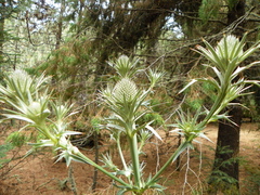 Eryngium alternatum