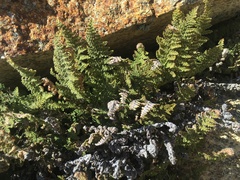 Myriopteris covillei