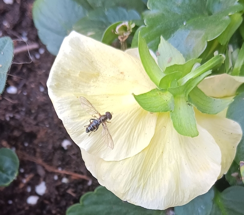 Unknown species found near Granite Bay, CA, USA