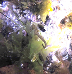 Hippocampus breviceps