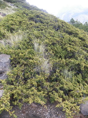 Juniperus monticola