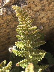 Myriopteris covillei