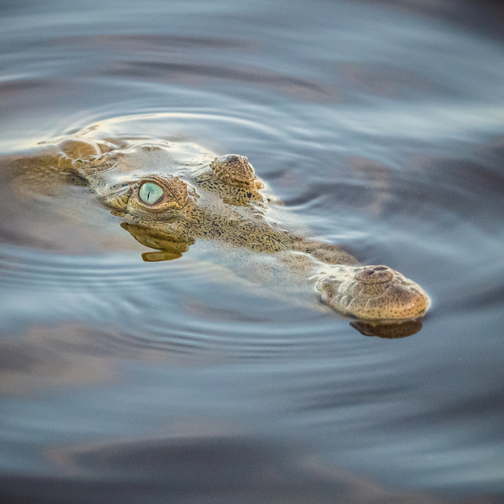 Cocodrilo de Río (Crocodylus acutus) · Naturalista Costa Rica