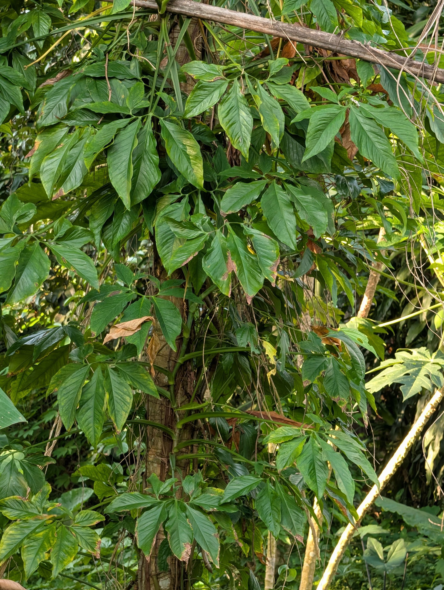 Syngonium Angustatum (Syngonium angustatum)