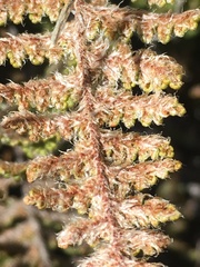 Myriopteris covillei