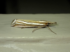 Hednota relatalis