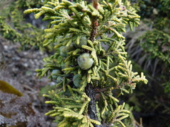 Juniperus monticola