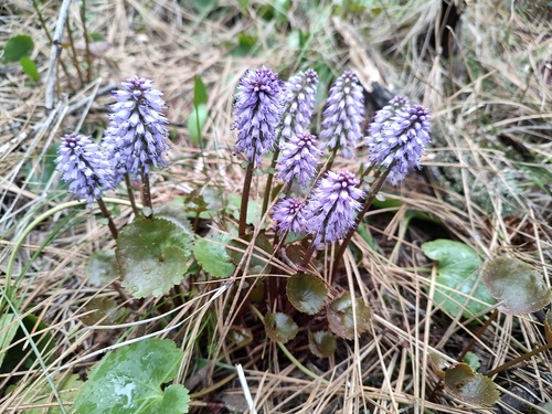 Tailed Kittentails (Veronica missurica)