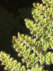 Myriopteris covillei