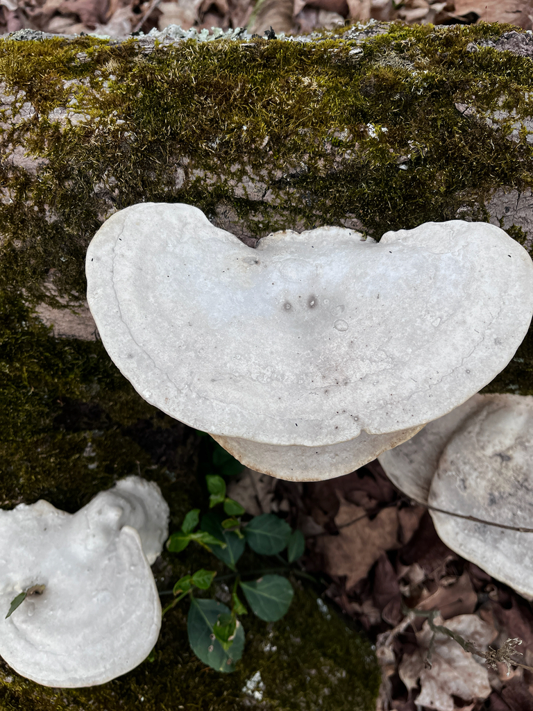 Trametes aesculi · March 2026 · photo: © sandykeller (iNaturalist, cc-by)