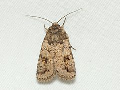 Proteuxoa capularis