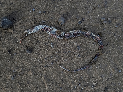 Guibe's Flame Snake