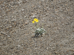 Enceliopsis covillei