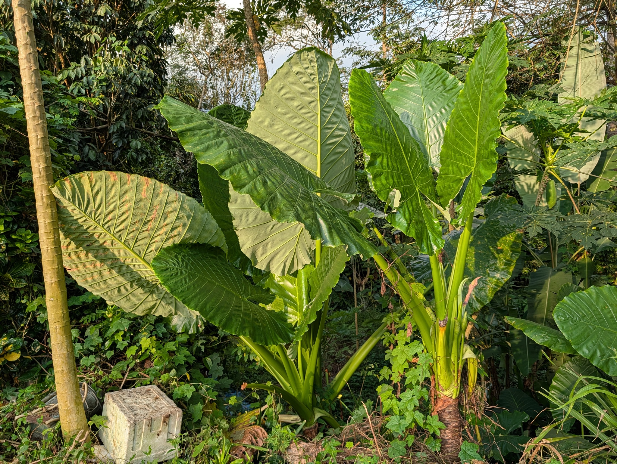 Giant Taro (Alocasia macrorrhizos)