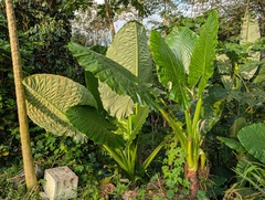 Colocase Géante (Alocasia macrorrhizos)