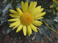 Enceliopsis covillei