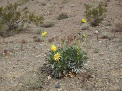 Enceliopsis covillei