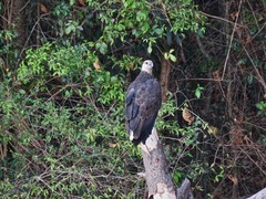 Haliaeetus vociferoides