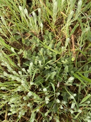 Micropus californicus