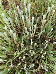 Micropus californicus