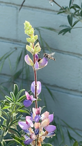 Unknown species found near Topanga Tower Motorway, Calabasas, CA, US
