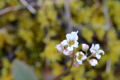 Micranthes californica
