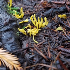 Clavulinopsis amoena