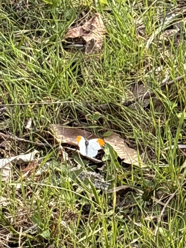 Falcate Orangetip photo 5