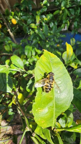 Unknown species found near Cayuga Ave & Onondaga Ave, San Francisco, CA 94112, USA