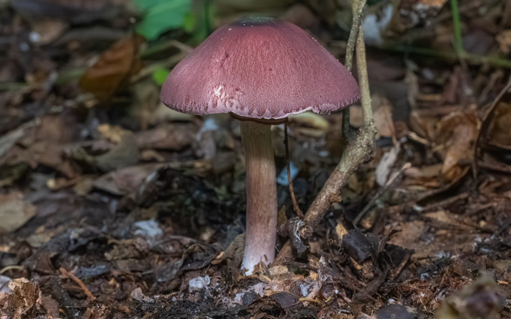 Leucocoprinus lilaceus · March 2026 · photo: © deniszabin (iNaturalist, cc-by)