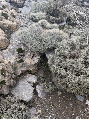 Spiny madwort (Hormathophylla spinosa)