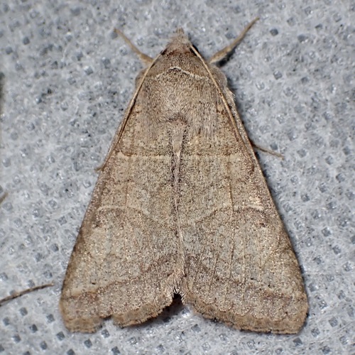 Cissusa mucronata photo 2