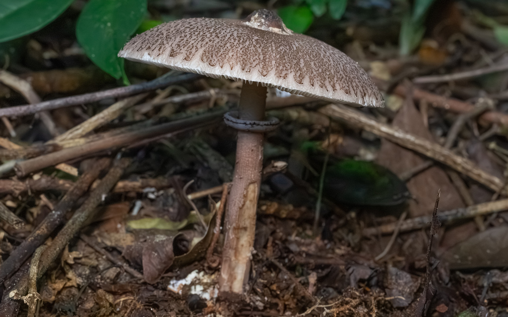 Macrolepiota cyanolamellata · March 2026 · photo: © deniszabin (iNaturalist, cc-by)