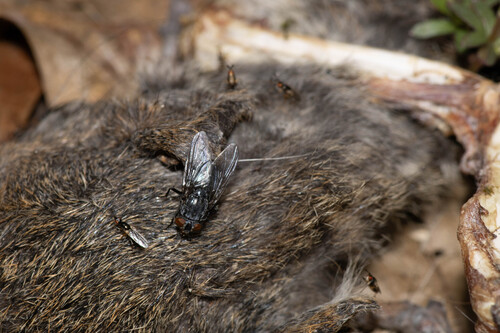 Unknown species found near Cook County, IL, USA