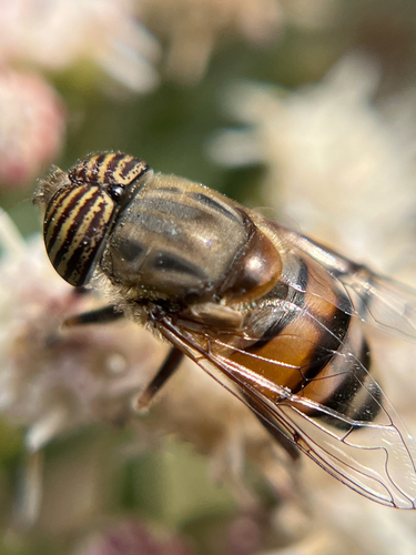 Unknown species found near San Diego, CA, US