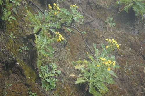 Sonchus daltonii