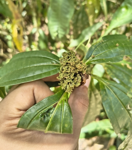 Granadillo-Bobo (Miconia prasina)