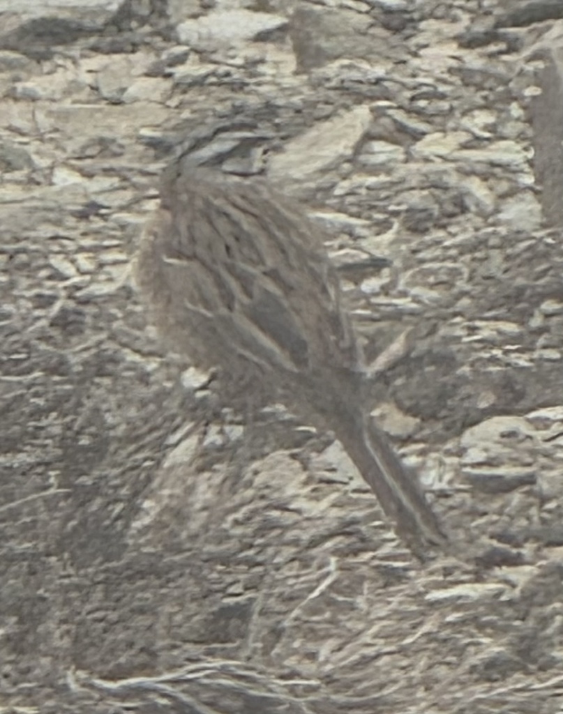 European Rock Bunting