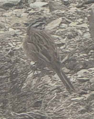 European Rock Bunting