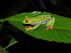 Agalychnis callidryas