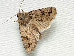 Proteuxoa capularis