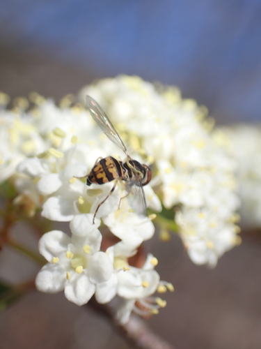 Unknown species found near Madison County, AR, USA