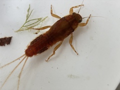 Ephemerella maculata