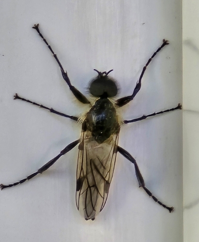 Unknown species found near Elverta, CA, USA