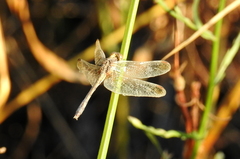 Erythrodiplax atroterminata
