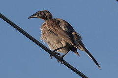 Philemon buceroides yorki