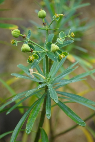 Cabo Verde spurge